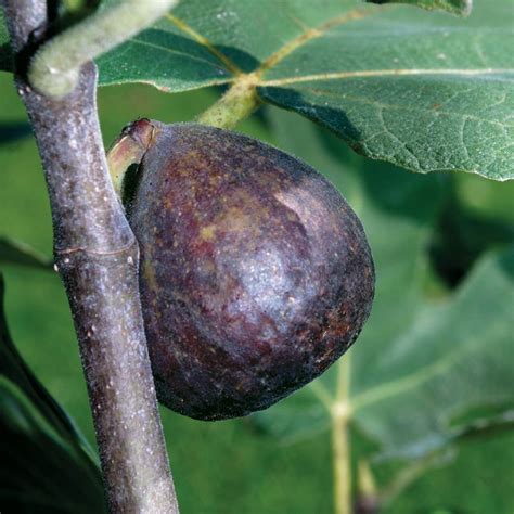 Brown Turkey Fig Tree Stark Bros