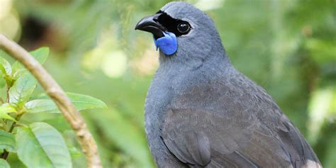 Waitākere | Forest and Bird