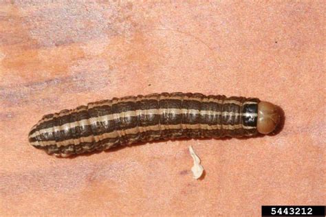 Identification of the Most Common Cutworms | Crop Science US