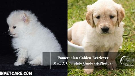 Pomeranian Golden Retriever Mix: A Complete Guide (+Photos)