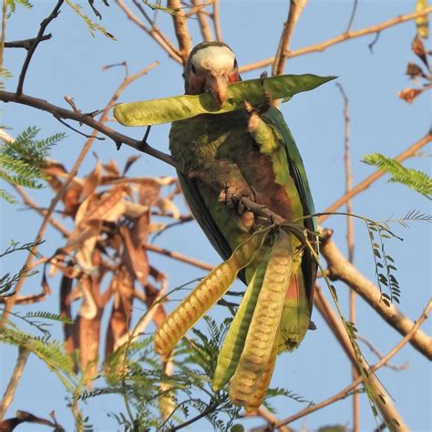 Cuban Parrot Playa Larga Cuba Jan Mersey Flickr