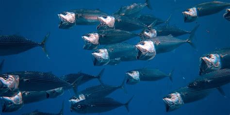 Fishing in Cabo San Lucas, Mexico | Travel for Food Hub