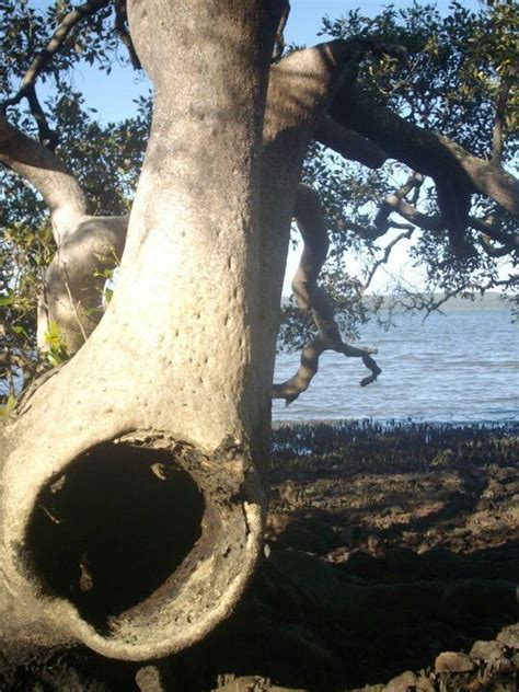 Tuba Mangrove Nature Tree Blue Tree Tree People