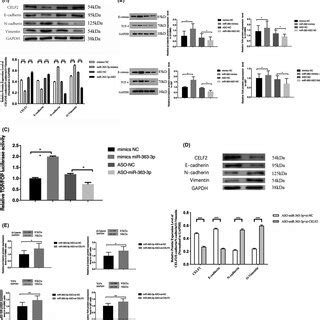 Mir P Induces Emt By Targeting Celf Via Wnt Catenin Pathway