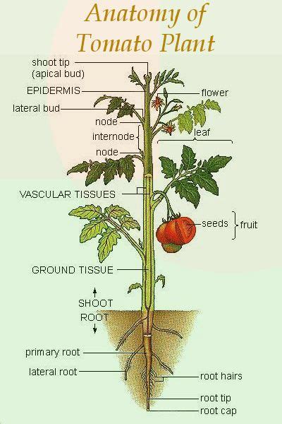 Tomato Plant Anatomy Plantas De Tomate Cultivo De Hortalizas Huerto