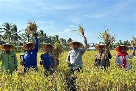 Kolaborasi Csr Pertamina Hulu Mahakam Hasilkan Panen Raya Perdana