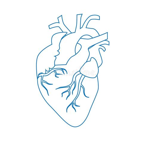 Sistema Circulatorio Del Corazón Humano Ilustración Vectorial De