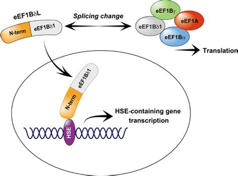 Ijms Free Full Text Regulation Of Translation Factor Eef D Gene