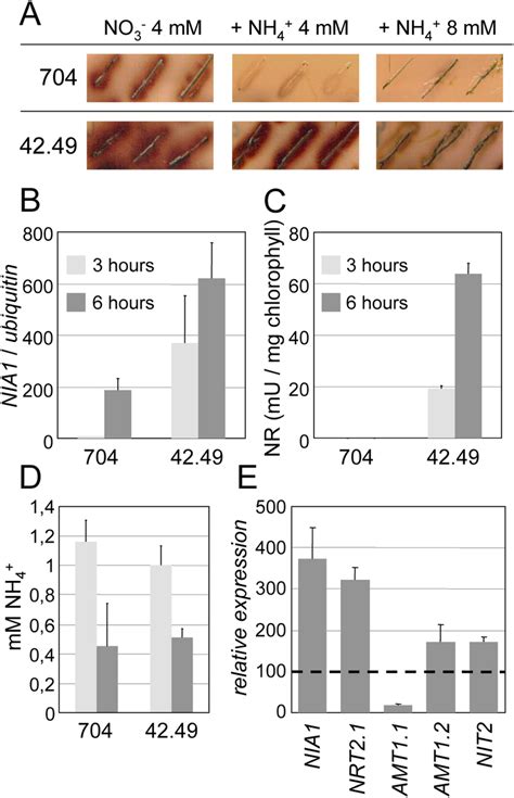 Phenotype of the 42.49 mutant. (A) Arylsulfatase (ARS) activity in the ... 