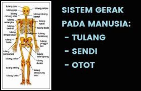 10 Gangguan Pada Sistem Gerak Manusia - Homecare24