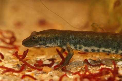 Closeup On The Critically Endangered Sardinian Brook Salamander