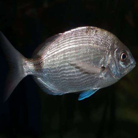 Sea Bream: The Popular Mediterranean Fish - Ocean Info
