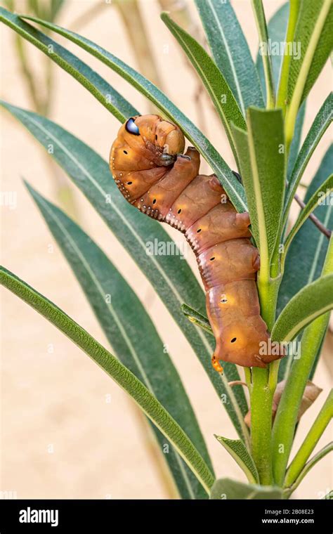 Caterpillar Of The Daphnis Nerii Or The Oleander Hawk Moth Stock Photo