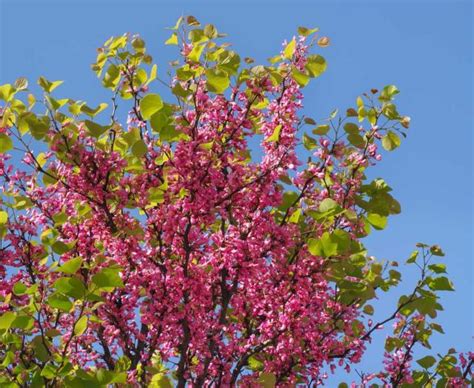 Cercis Siliquastrum Conseils De Plantation Et Dentretien