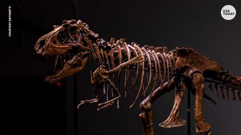 This Rare Complete Gorgosaurus Fossil Is About To Be Auctioned At