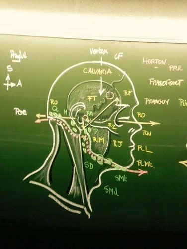 Anatomie Flashcards Quizlet