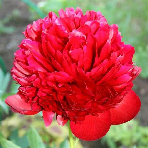 Пион Red Spider ® Trademark 1 шт. – купить в питомнике по цене 1 004 ...
