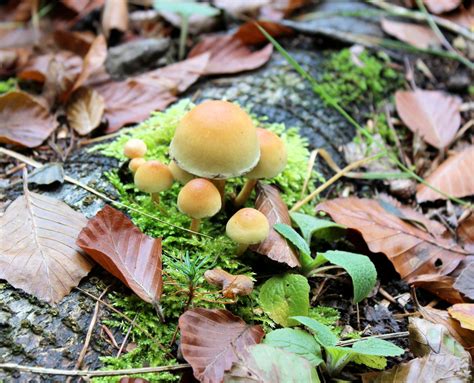 Free Images Nature Forest Leaf Autumn Flora Season Fungus Beige Little Woodland