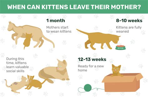 How Long Should Kittens Stay With Their Mothers Vet Approved Facts