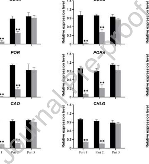 Relative Expression Levels Of Genes Associated With Chlorophyll