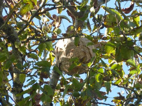 Un nid de frelons asiatiques à LUZE Mairie de Luze