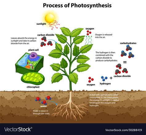 Photosynthesis Labelled Diagram