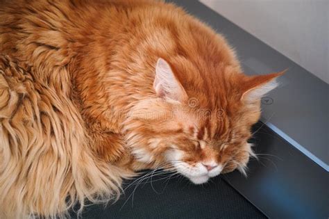 A Red Maine Coon Cat Sleeping On A Treadmill Stock Image Image Of