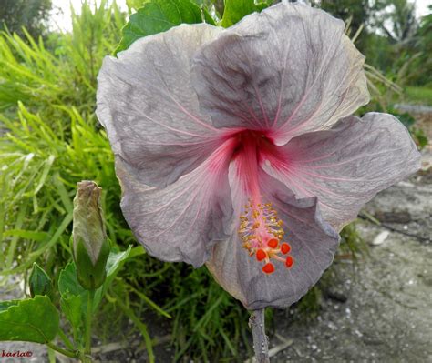 Suriname Bloemen 2011