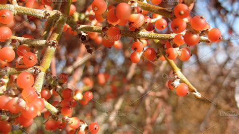 Mistletoe Berries ~ Nature Photos ~ Creative Market