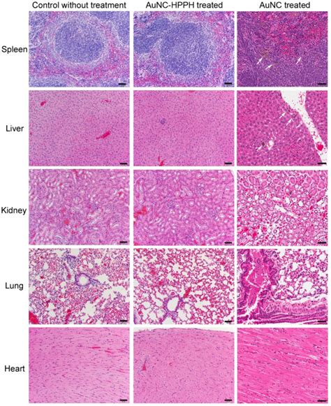 Photographs Of Representative H E Staining Tissue Sections Of Mice