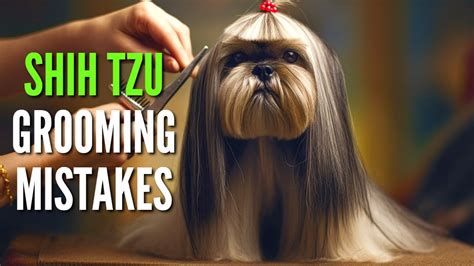 Top 11 Shih Tzu Grooming Mistakes Every Owner Makes YouTube