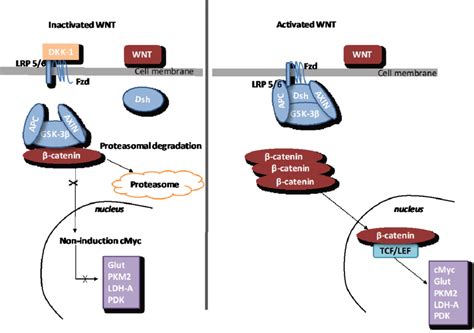 The Canonical Wntβ Catenin Pathway Downregulated Wnt Under Download Scientific Diagram