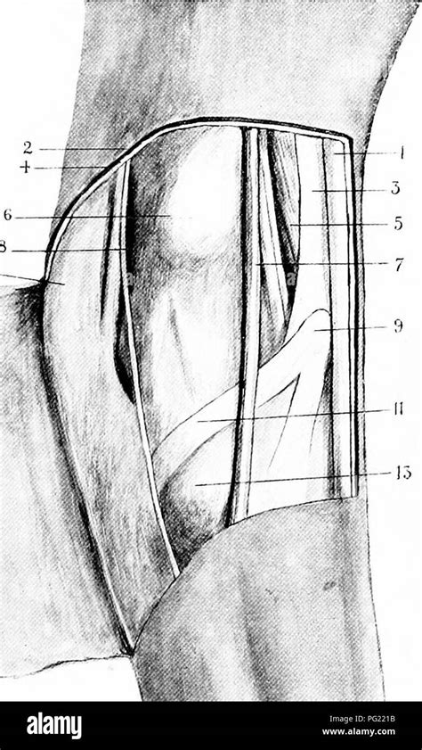 L Anatomie Chirurgicale Du Cheval Les Chevaux 10 T XXI