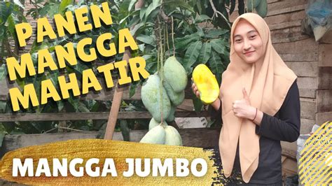 Panen Mangga Mahatir Ukuran Jumbo Youtube