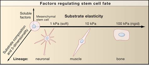 Matrix Control Of Stem Cell Fate Cell