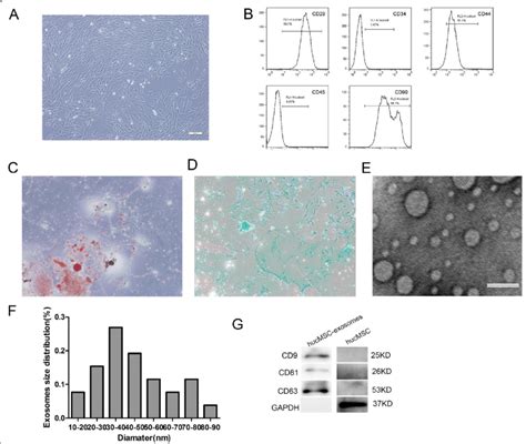 Morphology And Characterization Of Hucmscs And Hucmsc Exosomes A The Download Scientific