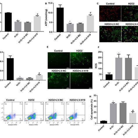 H19 Inhibited H 2 O 2 Induced Cochlear Hair Cell Apoptosis Via