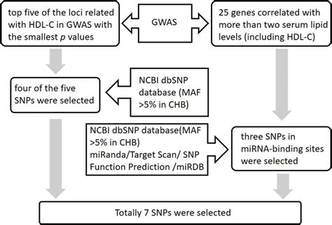 The Flowchart Of The Snp Selection Procedure Download Scientific Diagram