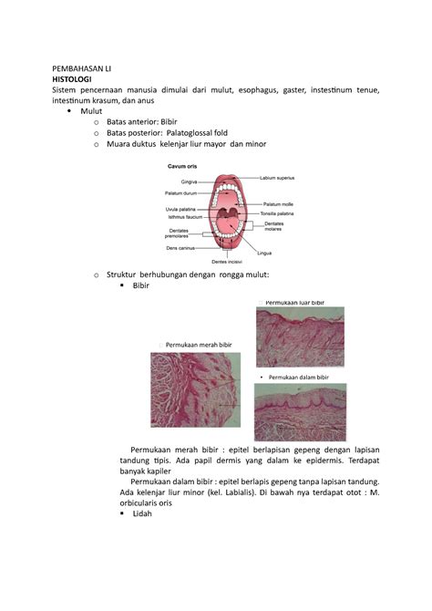 Histologi Pencernaan Pembahasan Li Histologi Sistem Pencernaan