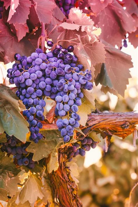 Uvas Vermelhas Roxas As Folhas Verdes Na Videira Frui Da Uva Da