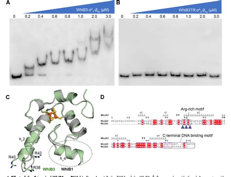 Structural Basis Of Dna Binding By The Whib Like Transcription Factor