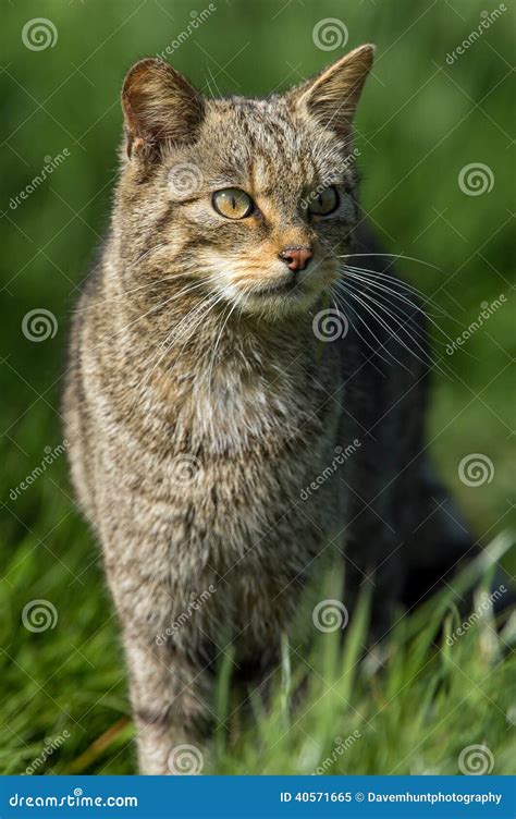 Gato montés escocés imagen de archivo Imagen de cubo 40571665