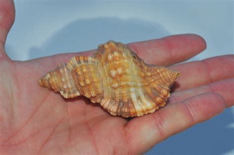 Cymatium Aquatile Shells Of Gtmo · Inaturalist