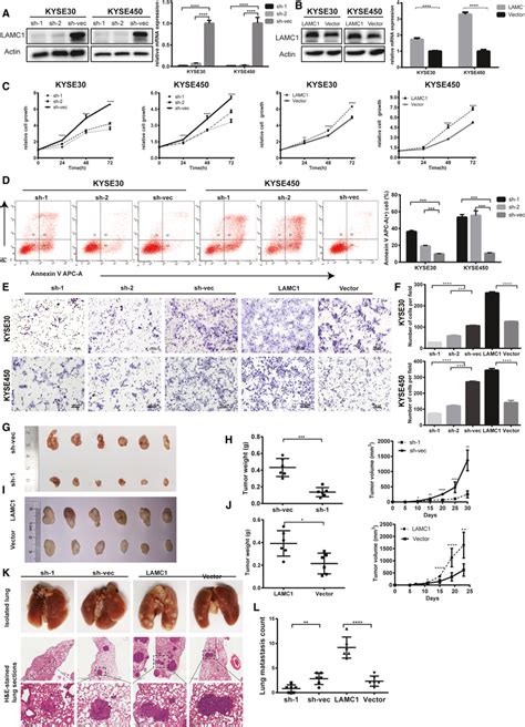 Lamc1 Promoted The Proliferation And Metastasis Of Escc Cells In Vivo