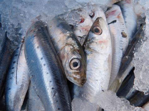 Pesca Da Sardinha Reabre Na Feira Mas Limites Eggas