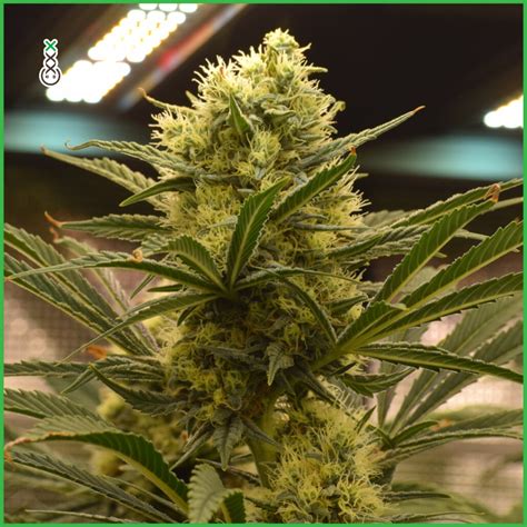 Pineapple Kush Feminized Cannabis Seeds by Amsterdam Genetics