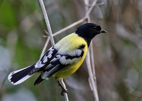 СИНИЦЕВЫЕ (Paridae): spinyful — LiveJournal