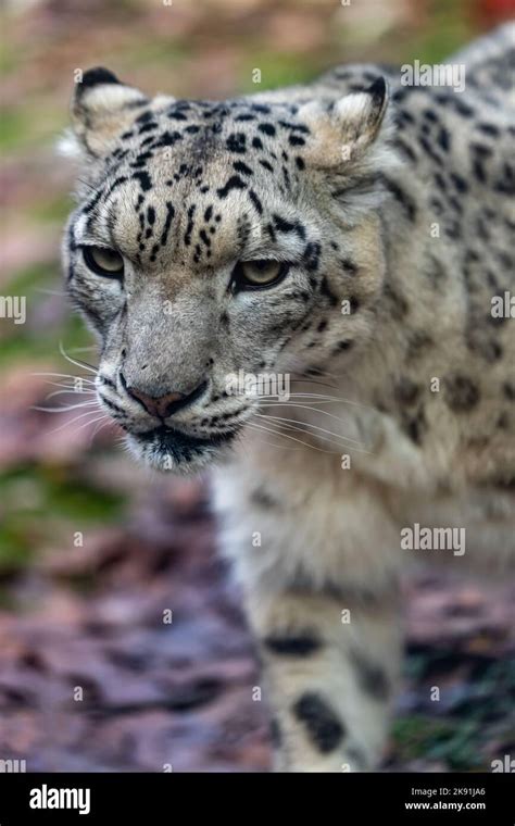 The Snow Leopard Panthera Uncia Stock Photo Alamy