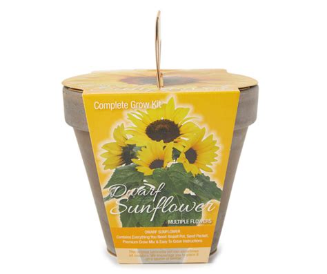 Dwarf Sunflower Grow Kit With Terra Cotta Pot Big Lots Dwarf