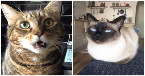 20 Cat Expressions That Purrfectly Sum Up Life